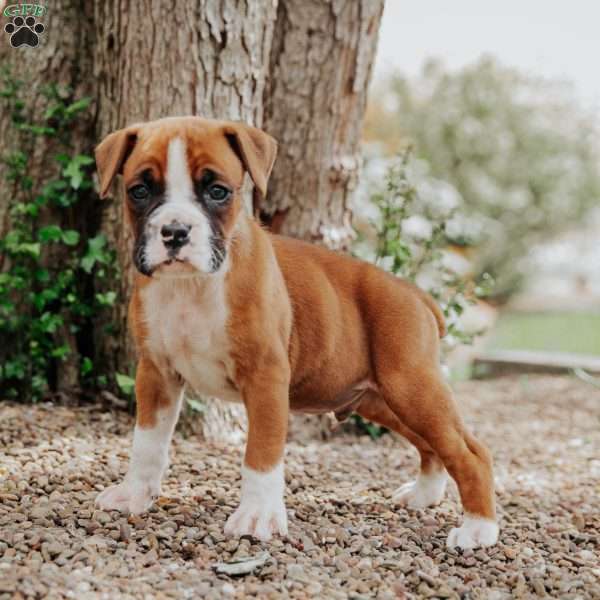 Kip, Boxer Puppy