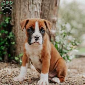 Kip, Boxer Puppy