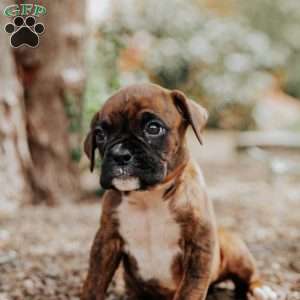 Kittie, Boxer Puppy