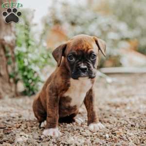 Kittie, Boxer Puppy