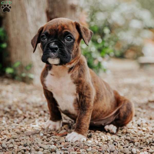Kittie, Boxer Puppy
