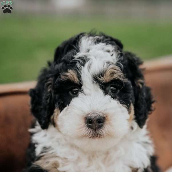 Kitty, Bernedoodle Puppy