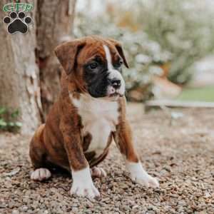 Koby, Boxer Puppy