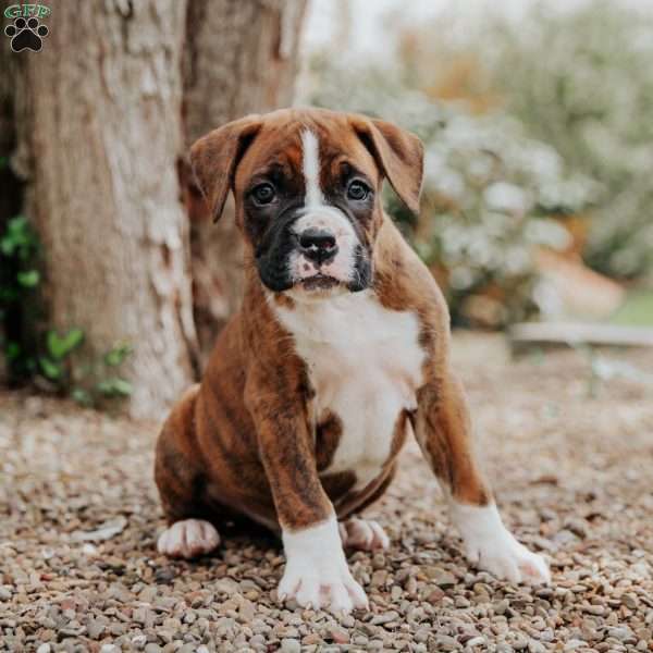 Koby, Boxer Puppy