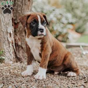 Koby, Boxer Puppy