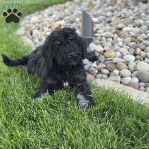 Lola, Mini Bernedoodle Puppy
