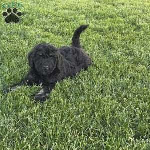 Lola, Mini Bernedoodle Puppy
