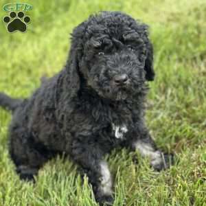 Lola, Mini Bernedoodle Puppy