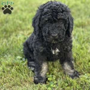 Lola, Mini Bernedoodle Puppy