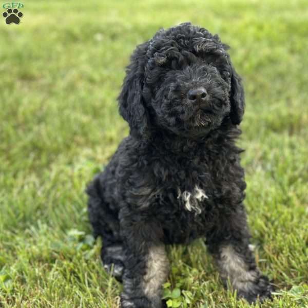 Lola, Mini Bernedoodle Puppy
