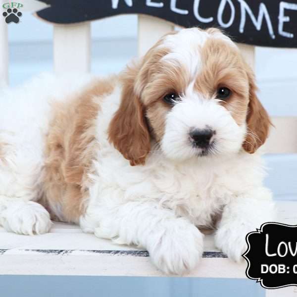 Lovely, Cockapoo Puppy