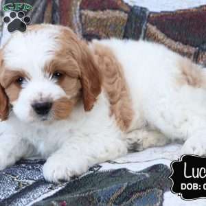 Lucky, Cockapoo Puppy