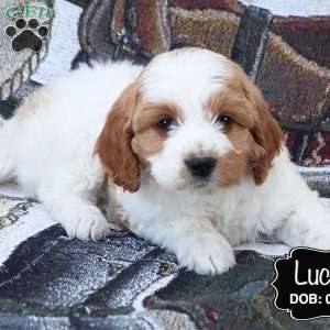 Lucky, Cockapoo Puppy