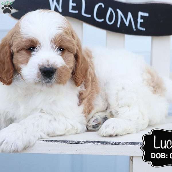 Lucky, Cockapoo Puppy