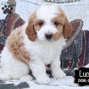 Lucky, Cockapoo Puppy