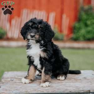 Dexter, Mini Bernedoodle Puppy