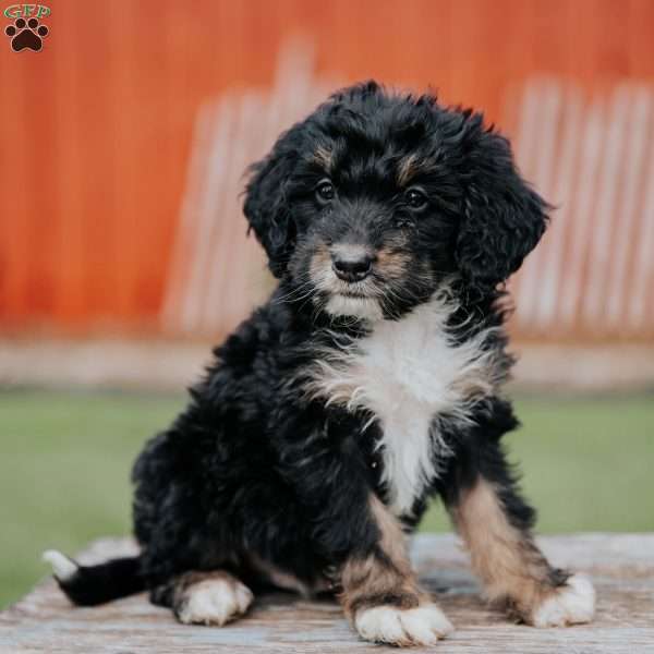 Dexter, Mini Bernedoodle Puppy