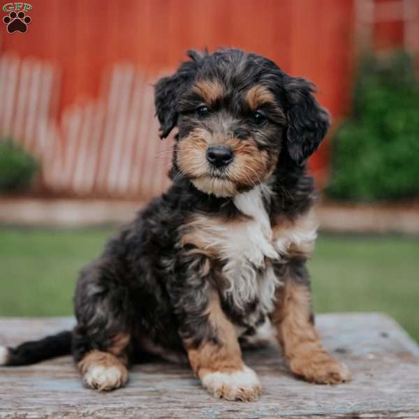 Don, Mini Bernedoodle Puppy