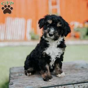 Duffy, Mini Bernedoodle Puppy