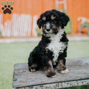Duffy, Mini Bernedoodle Puppy