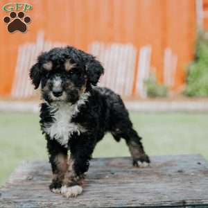 Duffy, Mini Bernedoodle Puppy