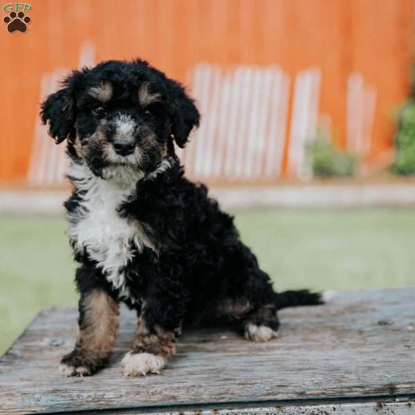 Duffy, Mini Bernedoodle Puppy