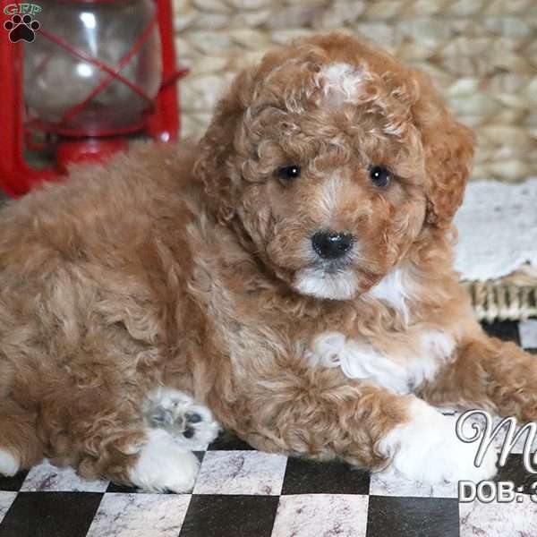 Max, Miniature Poodle Puppy