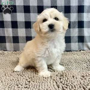 Merlin, Coton de Tulear Puppy