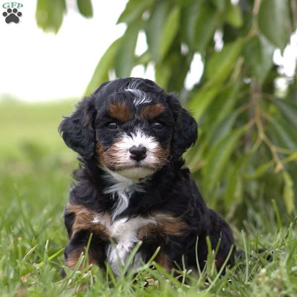 Mia, Cavapoo Puppy