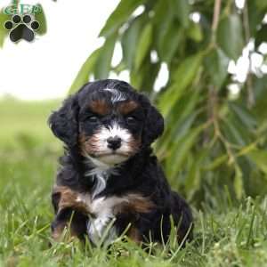 Mia, Cavapoo Puppy