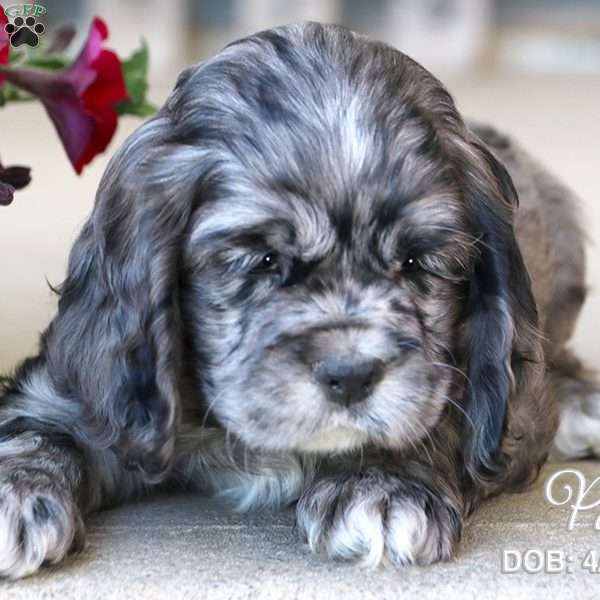 Pal, Cocker Spaniel Puppy