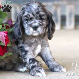 Pal, Cocker Spaniel Puppy