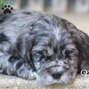 Pal, Cocker Spaniel Puppy