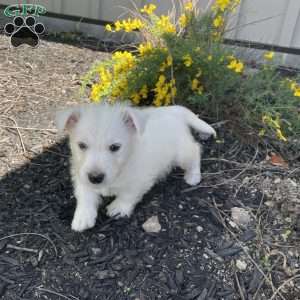 Parker, West Highland Terrier Puppy