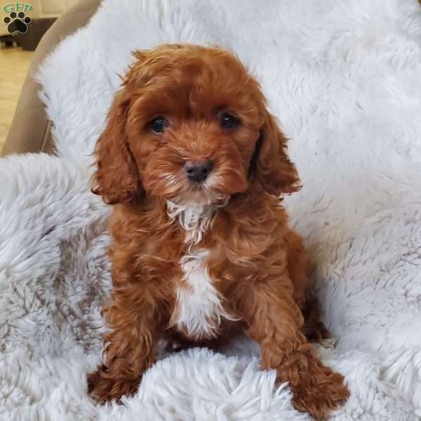 Peaches, Cockapoo Puppy