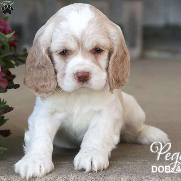 Peggy, Cocker Spaniel Puppy
