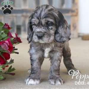 Pepper, Cocker Spaniel Puppy