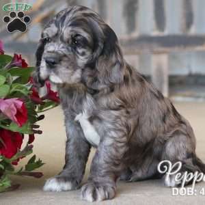 Pepper, Cocker Spaniel Puppy