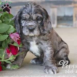 Pepper, Cocker Spaniel Puppy
