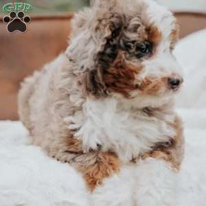 Polly, Mini Bernedoodle Puppy
