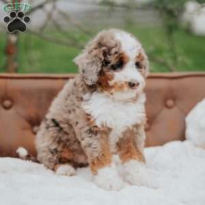 Polly, Mini Bernedoodle Puppy