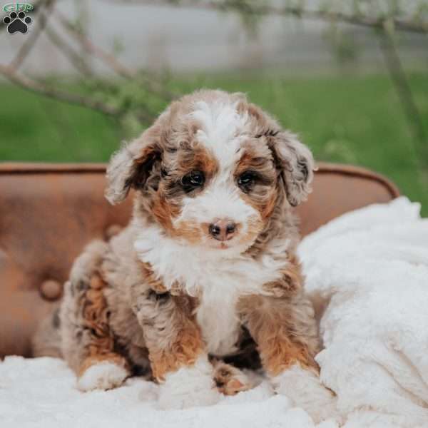 Polly, Mini Bernedoodle Puppy