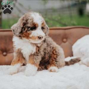 Polly, Mini Bernedoodle Puppy