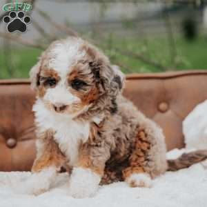 Polly, Mini Bernedoodle Puppy