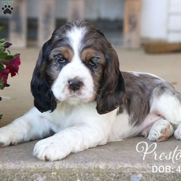 Preston, Cocker Spaniel Puppy