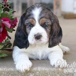 Preston, Cocker Spaniel Puppy