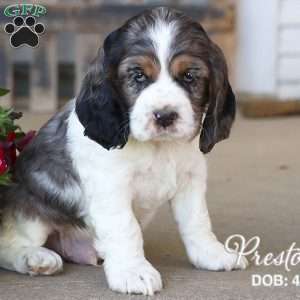 Preston, Cocker Spaniel Puppy
