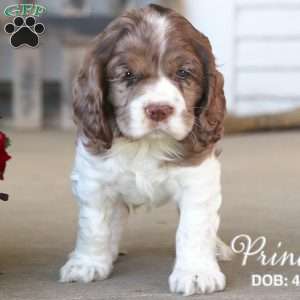 Prince, Cocker Spaniel Puppy