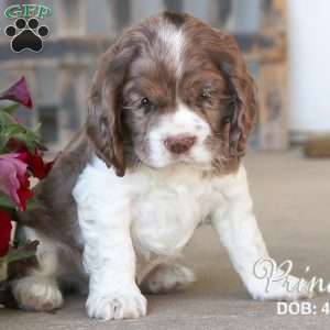 Prince, Cocker Spaniel Puppy