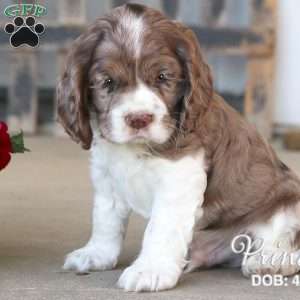 Prince, Cocker Spaniel Puppy
